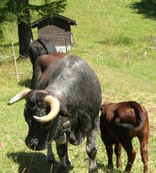 Une longue et belle ballade en Suisse